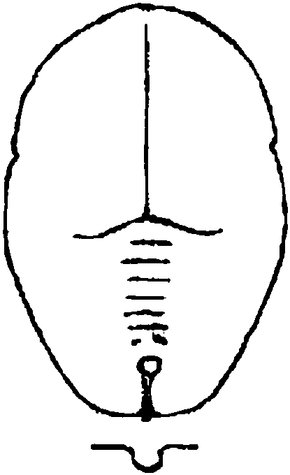 34.紫薇棒粉虱